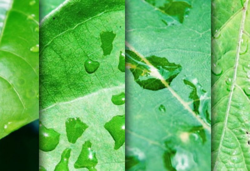 leaf-textures-dew
